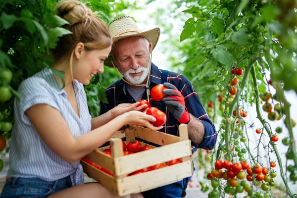 Junge Frau kontrolliert mit Gärtner die Tomatenernte
